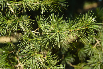 branch of pine tree in the sunlight close up