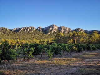Soirée dans les vignobles d'hérault, Occitanie, France
