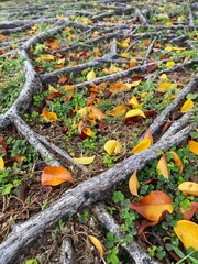  Nature always creates its beauty. 