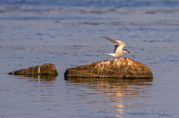 Adult Common Tern, Sterna hirundo, holding a fish upon arock in baltic sea, Kalmar, Sweden © Elenarts