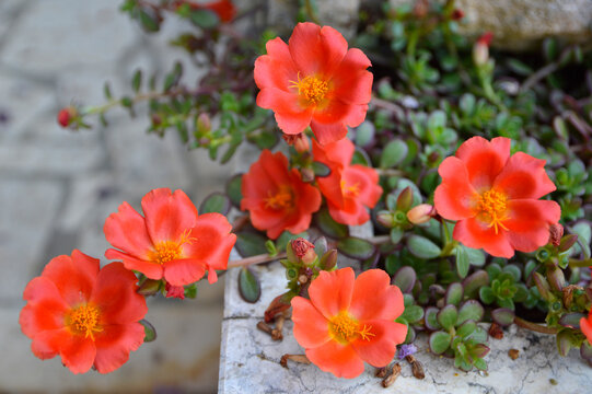 red moss-rose  flowers in blossom