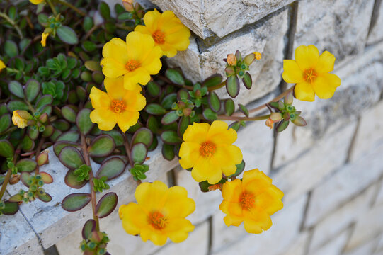 yellow moss-rose  flowers in blossom