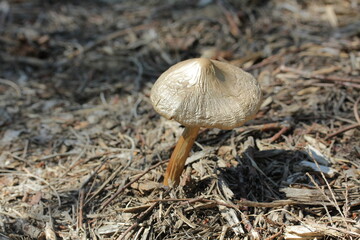 mushroom | champignon