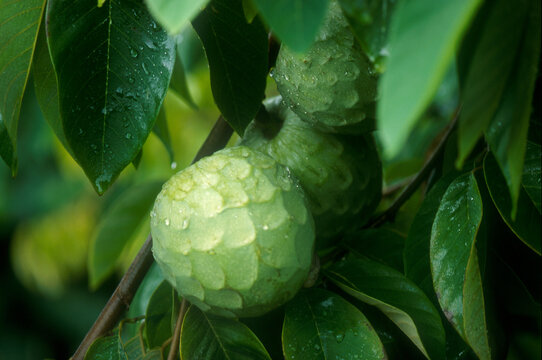 Cherimoya | ch&eacute;rimole