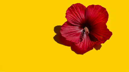 Red hibiscus flower isolated on bright yellow background. © Татьяна Креминская