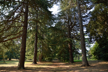 Fototapeta premium alley way between fir trees 
