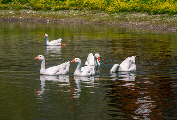White geese with orange beaks on lake water. Domestic birds in a pond. 