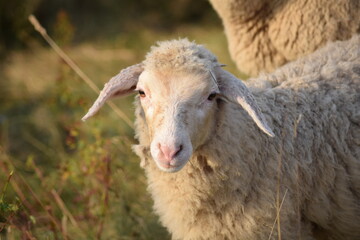 Obraz premium Schaf im Harz