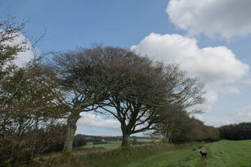Autumnal Foliage of a Windswept Beech Tree (Fagus sylvatica) Growing in a Hedgerow on a Grassy Bank with a Black Dog on the Moorland of Exmoor National Park in Rural Somerset, England, UK