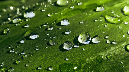 water drops on leaf