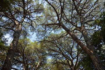 crowns of pine trees with blue sky 