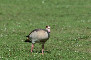Feral Egyptian Goose (Alopochen aegyptiacus) in park, Keil, Schleswig-Holstein, Germany