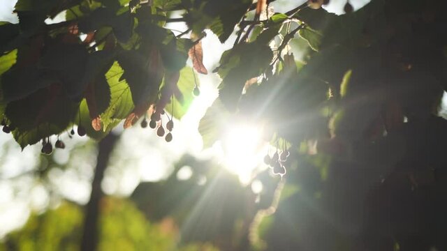 Closeup view video of beautiful fresh green leaves of linden trees with bursting through branches and foliage magic soft sunset sun light and sunflares