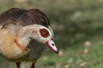 Feral Egyptian Goose (Alopochen aegyptiacus) in park, Keil, Schleswig-Holstein, Germany