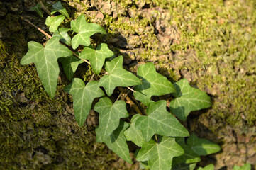 green ivy growing at the tree bark close up