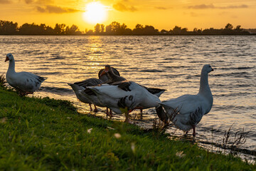 A group of geese is standing on the waterfront of lake Zoetermeerse plas during the setting sun