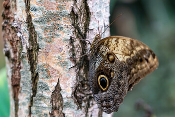 Closeup of a butterfly (Caligo atreus) with closed wings on the trunk of a birch tree