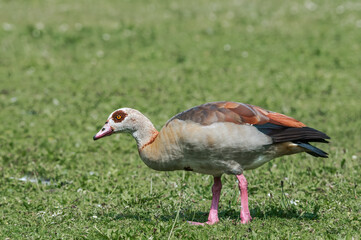 Feral Egyptian Goose (Alopochen aegyptiacus) in park, Keil, Schleswig-Holstein, Germany