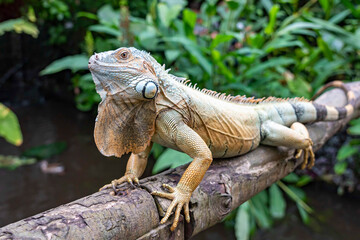 Closeup of a large iguana sitting on a bridge railing