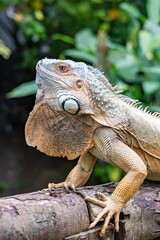 Details of the head and collar of a large iguana sitting on the railing of a bridge