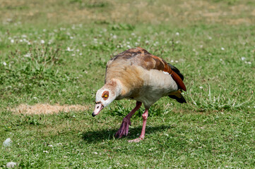 Feral Egyptian Goose (Alopochen aegyptiacus) in park, Keil, Schleswig-Holstein, Germany
