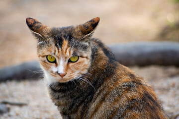 Cat from Bukhansan Mountain in Goyang, South Korea glares at the camera.  