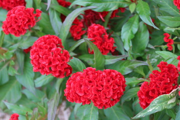Bright red celosia, or "brain flowers" in a garden