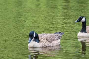 Canada Goose (Branta canadensis) in park, Keil, Schleswig-Holstein, Germany