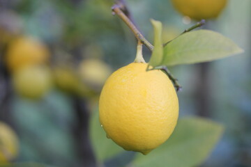 Lemon | Citron