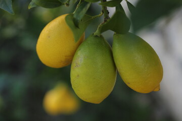 Lemon | Citron