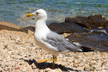 sea gull walking on the beach 