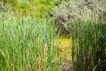 Swamp with green reeds . Nature ecosystem