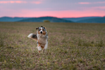 Dog australian shepherd blue merle jumping in front of sunset looking funny