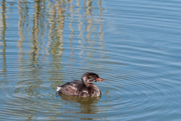 Pied-billed Grebe (Podilymbus podiceps) in Malibu Lagoon, California, USA