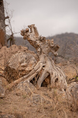 The root system of a dead tree clinging to rocks.