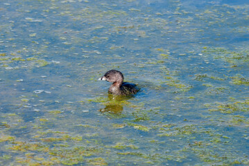 Pied-billed Grebe (Podilymbus podiceps) in Malibu Lagoon, California, USA