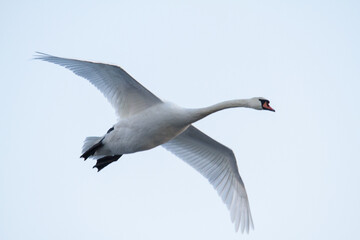 a swan in flight