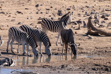 Fototapeta na wymiar Zebra and wildebeest drinking at the remains of a water hole.
