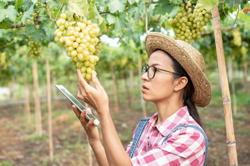 A woman farmer examines the vineyard and sends data to the cloud from the tablet. Smart farming and digital agriculture. woman with tablet working in vineyard in autumn, harvest concept.