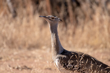 A close up view of a Kori Bustard.