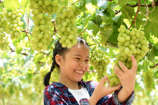 Grape farm. Small family business. The child worked happily on the farm. A young Asian woman held a large bunch of grapes in her hand and was choosing green grapes on the vine in the vineyard..