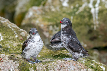 Least Auklets (Aethia pusilla) at St. George Island, Pribilof Islands, Alaska, USA