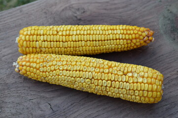 Raw Yellow Corn on the Cobb stock photo