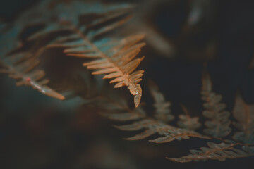 close up of a fern