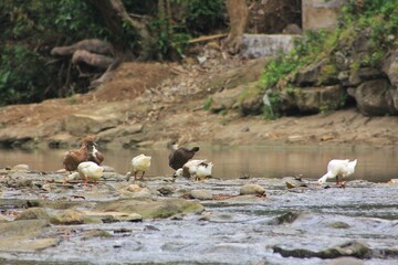 a flock of birds duck river