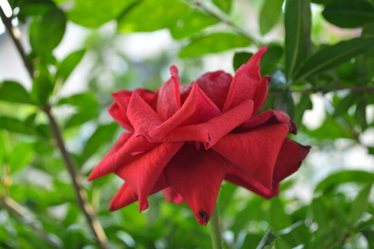 A red rose in the garden that spreads an intoxicating scent