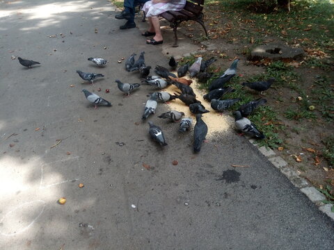 A flock of hungry pigeons feeds in the park