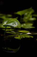 green leaf with a dark background