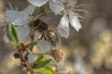 bee on a flower