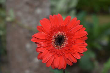 red gerbera flower